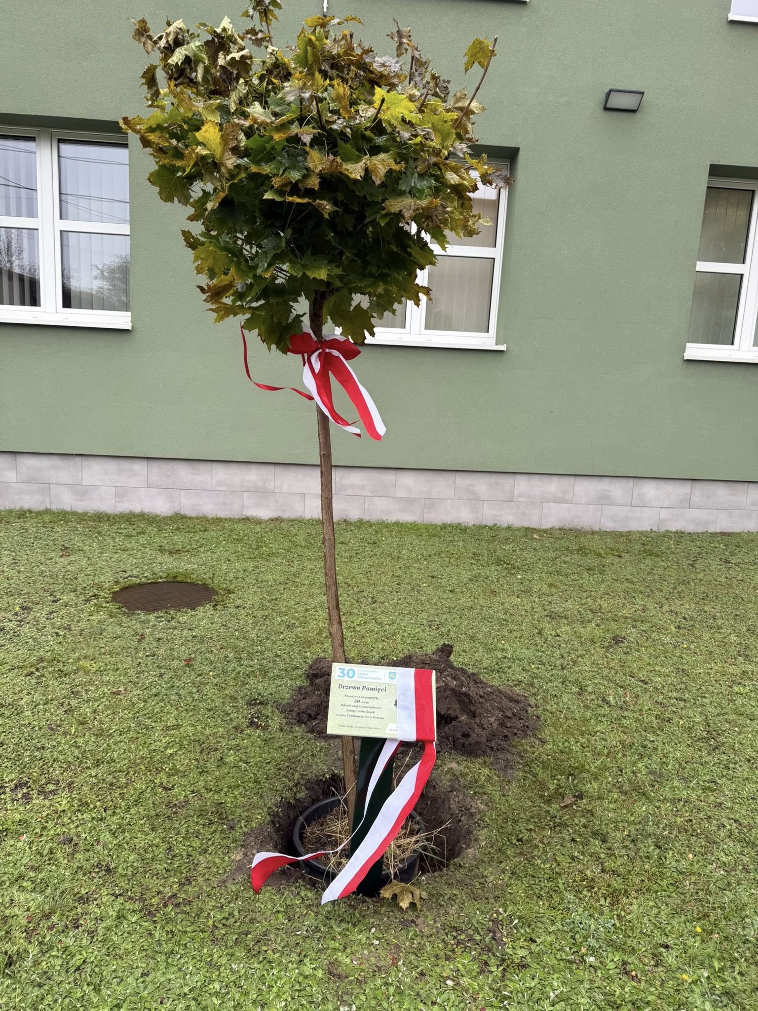 Drzewo przed Urzędem gminy