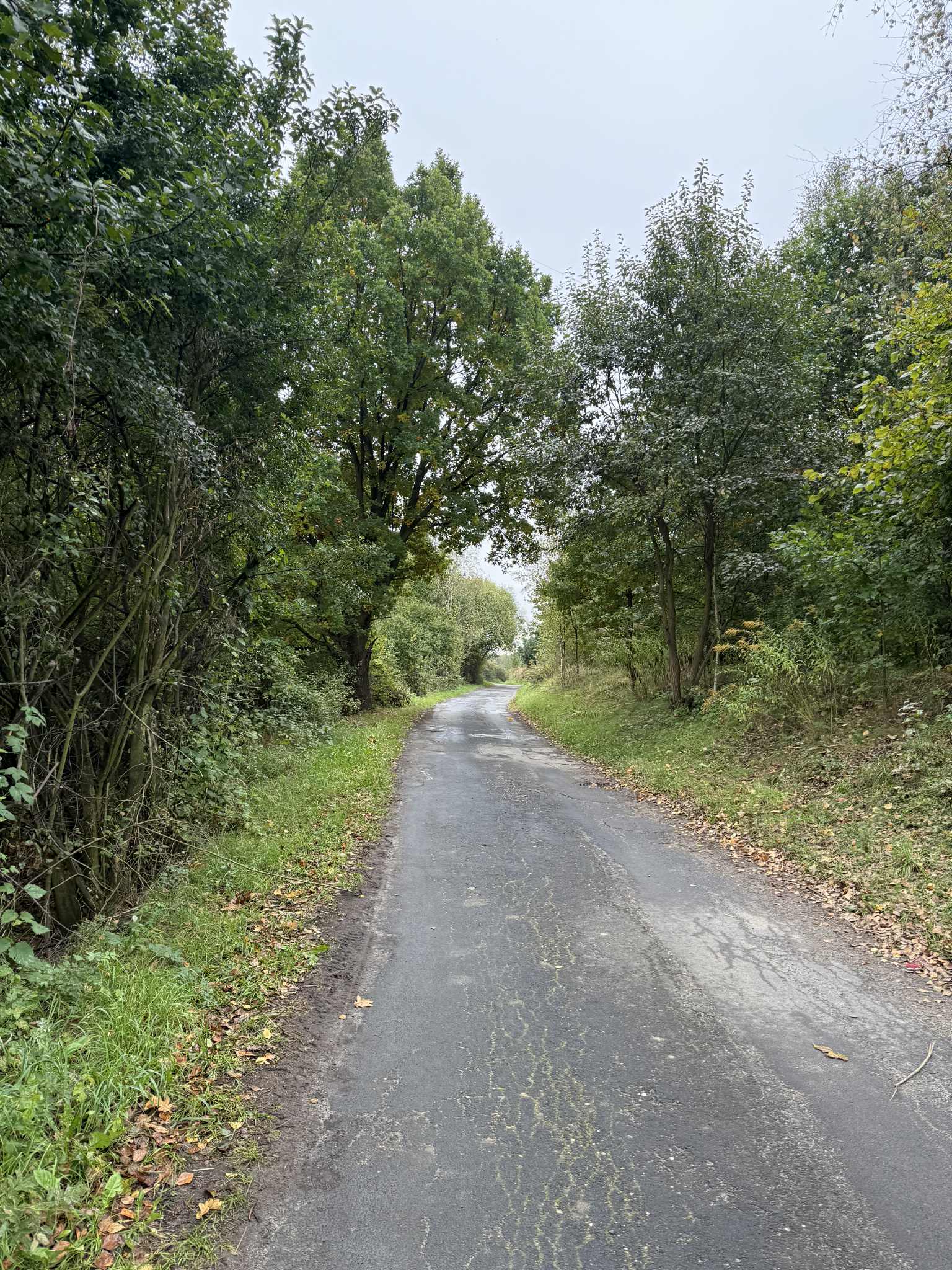 Drzewa przy ścieżce prowadzącej do lasu