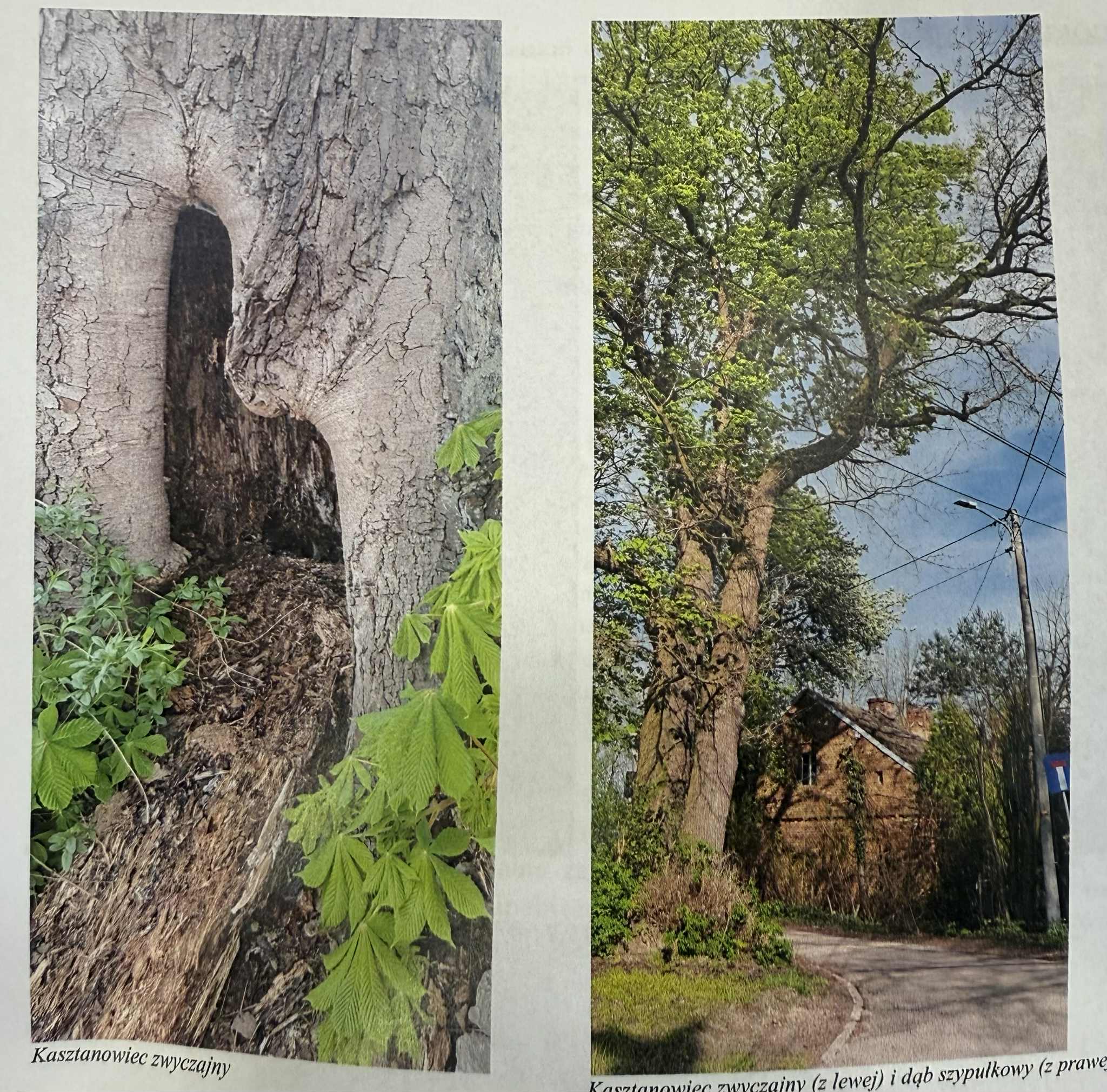 Uszkodzone drzewa -choroba